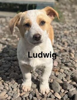 Welpe Ludwig sucht sein Zuhause - Neuhausen (Fildern)