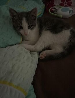 Baby Katze - Augsburg