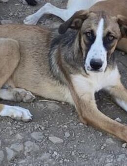 Ketty sucht ihr eigenes Körbchen - Grevenbroich