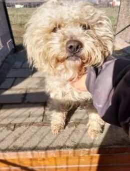 Fluffy 36 cm - Alpenrod