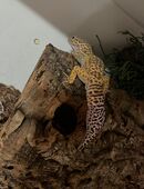 Leopadengecko 1.0 High Yellow in 35305