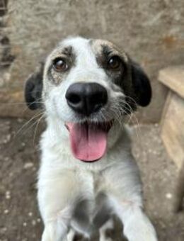 Trudy ist ein Seelenhund 🐾 - Elsdorf (Nordrhein-Westfalen)