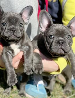 Französische bulldoggen welpen Geimpft Gechipt Freiatmend - Hamburg