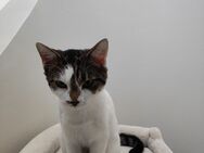 Jungkatzen zu vermitteln - Berlin Charlottenburg-Wilmersdorf