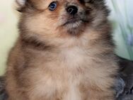 Pomeranian Welpen in verschiedenen Farben aus liebevoller Zucht mit Ahnentafel - Eichenzell