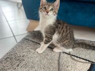 Zwei süße Katerchen abzugeben - Ahlen