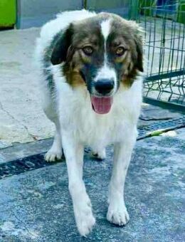 Ethan katzenfreundlicher Sonnenschein - Koblenz