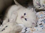 Bkh Kurzhaar Babys Bkh Katzenbaby Es sind nur noch ein Kater und eine Katze aus dem Wurf übrig! - Winnweiler