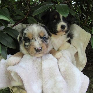 Mini Aussie Welpen Miniatur Australian Shepherd Welpen Welpe