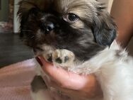 Shih Tzu welpen - Villingen-Schwenningen