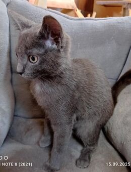 Kater- kastriert -maine- coon/ Siam mix - Zarrentin (Schaalsee)