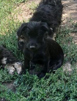 Carlo & seine Geschwister suchen euch - Olsberg