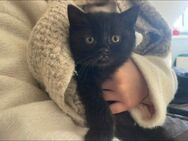 BKH / EKH Mischlingskätzchen - Handaufzucht - Kitten - Stubenrein und erzogen - Stuttgart