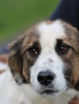 Tamas - unkomplizierter Jungrüde - Lohra