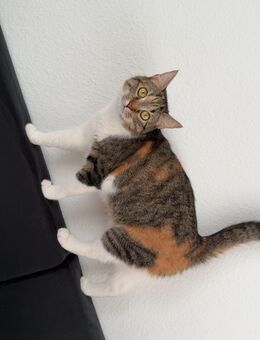 Zwei besondere Katzen suchen ein liebevolles Zuhause – gerne in Familienhände - Bremen