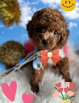 Bildschöne Toy Pudel Welpen - Bad Essen