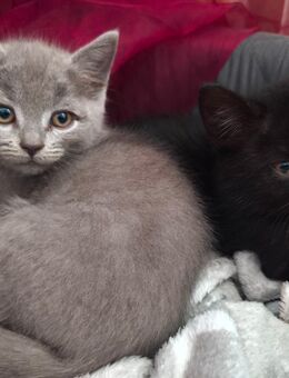 BKH Persermix Kitten - Stedesdorf