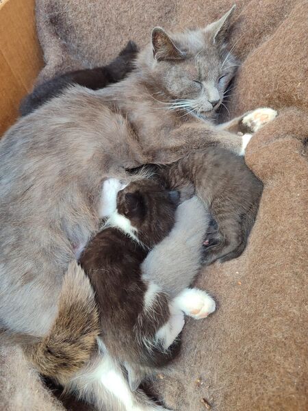 Kitten suchen ab Mitte August neues zu Hause - Bienenbüttel
