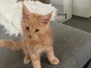 Maine Coon XXL Kitten - Nordheim