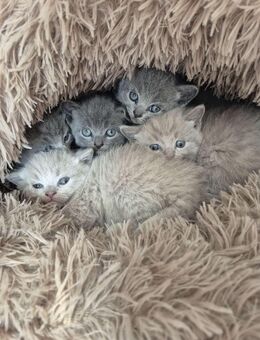 Russisch Blau - BKH Kitten - Wulften (Harz)