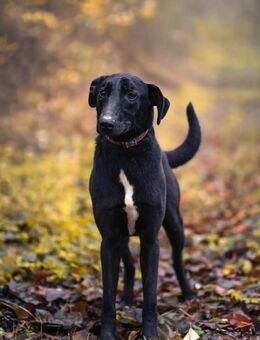 Csöppke B-, die Besondere - Neustadt (Rübenberge)