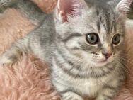 BkH Mädchen reinrassig Silver Tabby , Whiskas - Bodenwerder (Münchhausenstadt)