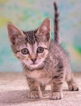 Cathy, ein suesses Katzenkind - Brunstorf