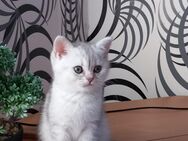 Zwei Bkh Kitten - Greven (Nordrhein-Westfalen)