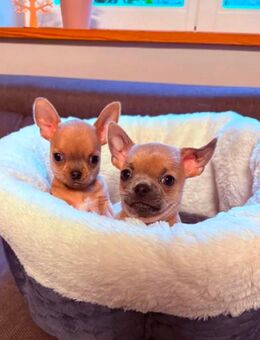 Chihuahua Welpen - Görlitz