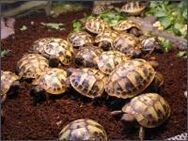Biete Griechische Landschildkröten aus privater Nachzucht von 2024 - Castrop-Rauxel