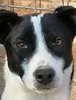 Erika - Rotenburg (Fulda)