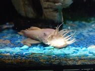 Antennenwelse kleine Abinos reinerbig, Ancistrus sp. albino - Bonn Dottendorf