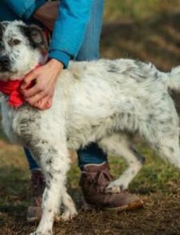 Vida von kettenlos - Bollingstedt