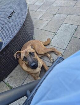 🩵Monty🩵 sucht ein schönes Zuhause - Freilassing
