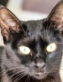 Hübsche, menschenbezogene Katze Cleo - Karlsruhe