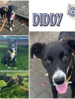 DIDDY * unkomplizierter Familienhund - Duisburg