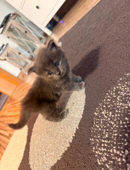 4 Edelmix kitten BKH/ XXL Main Coon - Arnstein Zentrum