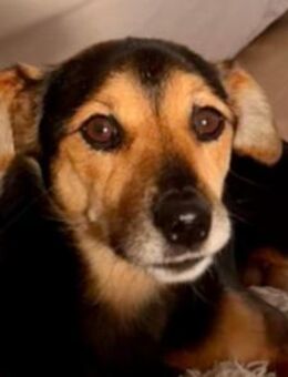 Roby 💗 aktiver, verschmuster Rollibub! - Hamburg