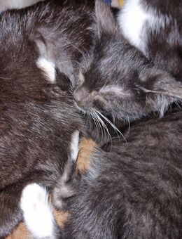 schöner junger Kater / Katzen - Hohenleuben