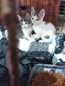 Taro und Remi, einfach Zuckersüß - Geilenkirchen