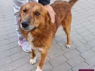 Baxtor 🐕 Ein Kumpel fürs Leben! - Spenge