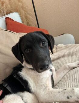 Spike sucht sein Zuhause - Neuss