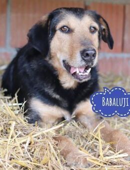 Babaluji ein ruhiger Rüde - Mannheim