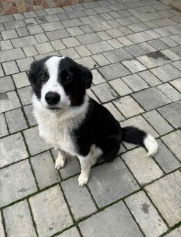 Reesa sucht ihr Traumzuhause - Großefehn