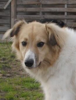 NOAH - sanfter Rüde - Weiterstadt