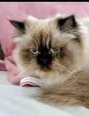 Zauberhafte Colour Point Peser Kätzchen in 09130