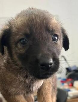 Goliath verspielter Sonnenschein - Kallmünz