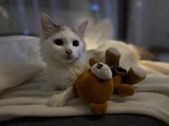 Katze sucht dringend schnellst ein Neues Zuhause!! - Hösbach