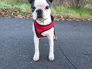 Wir suchen eine liebevolle Familie für die junger Rüde Umi - Boston Terrier - Völklingen