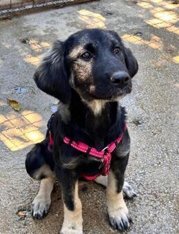 junger Rüde Olaf bald auf PS Leverkusen - Köln